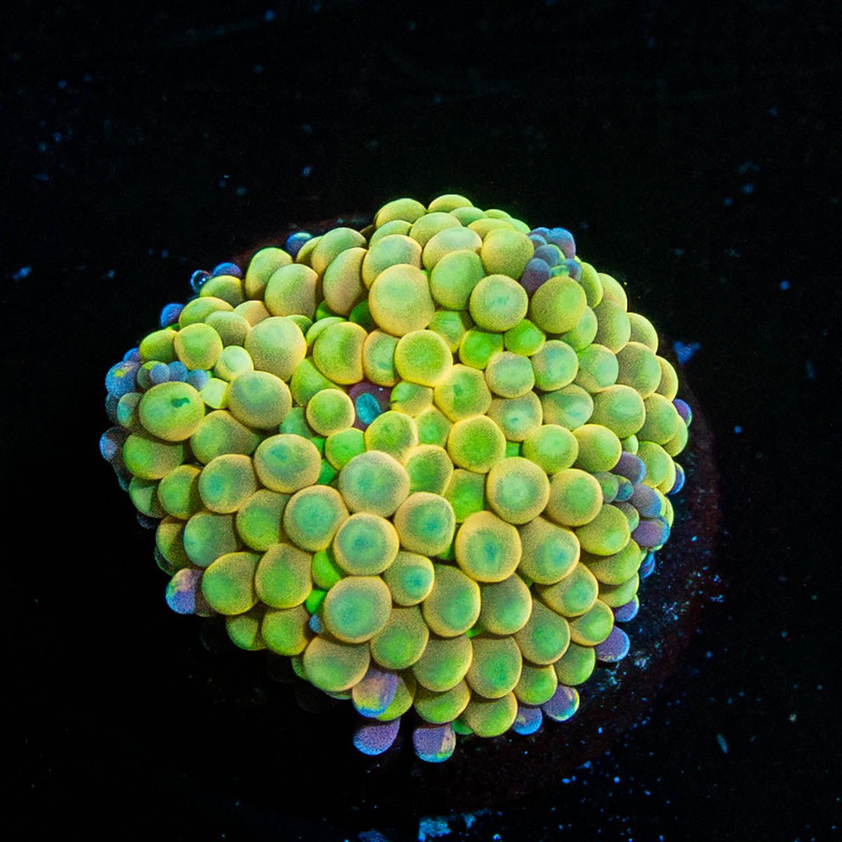 Ultra FL Ricordea Mushroom - riptide aquaculture llc