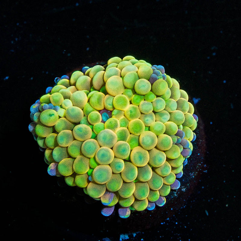 Ultra FL Ricordea Mushroom