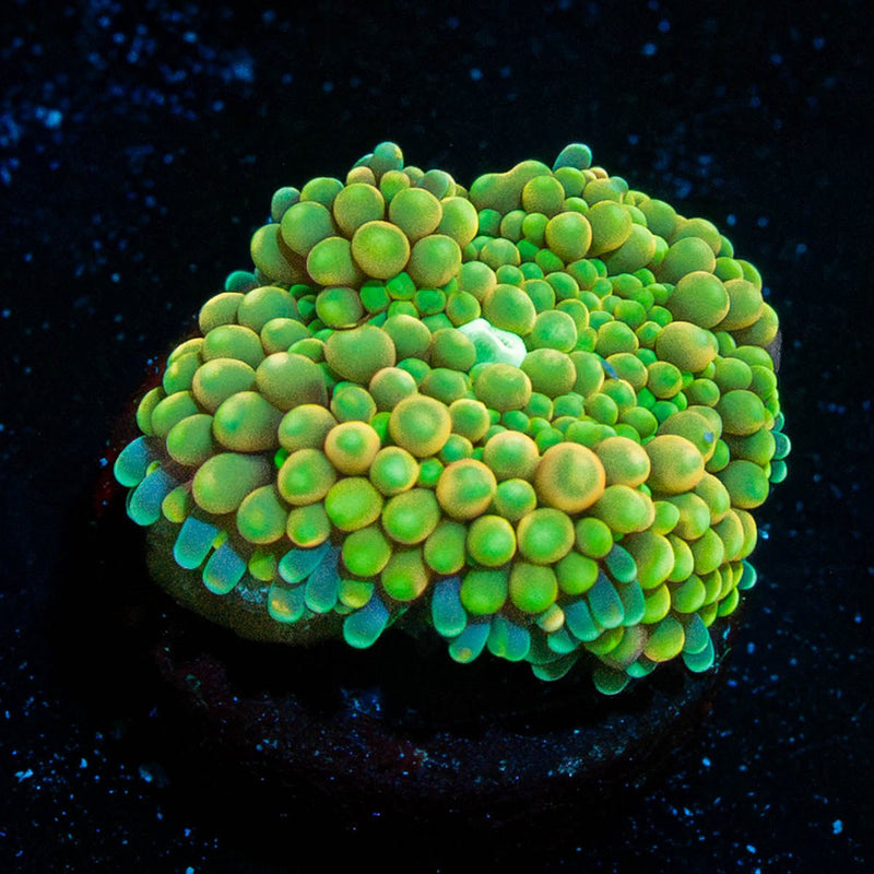 Green FL Ricordea Mushroom