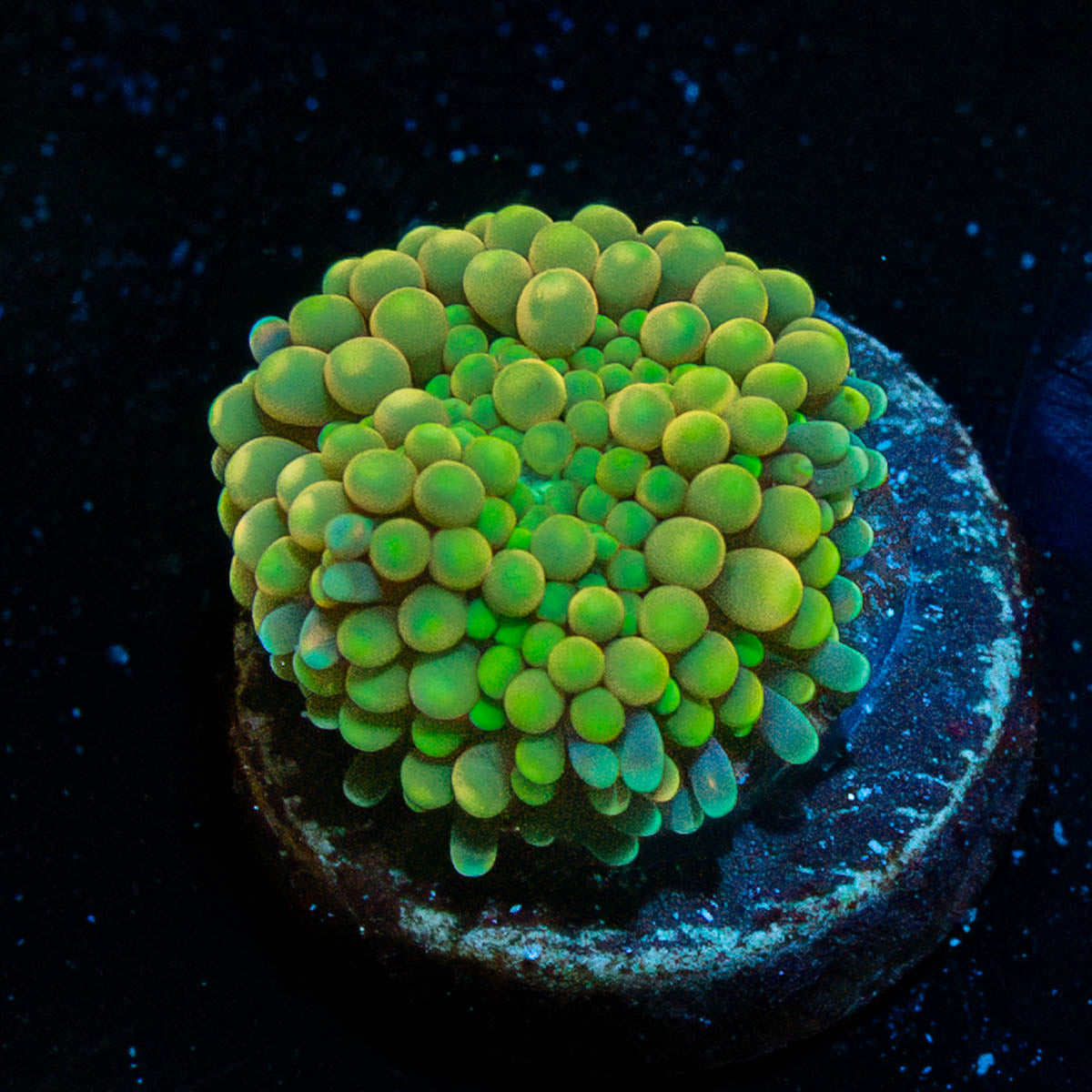 Green FL Ricordea Mushroom