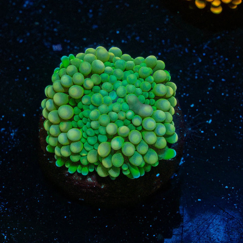 Green FL Ricordea Mushroom