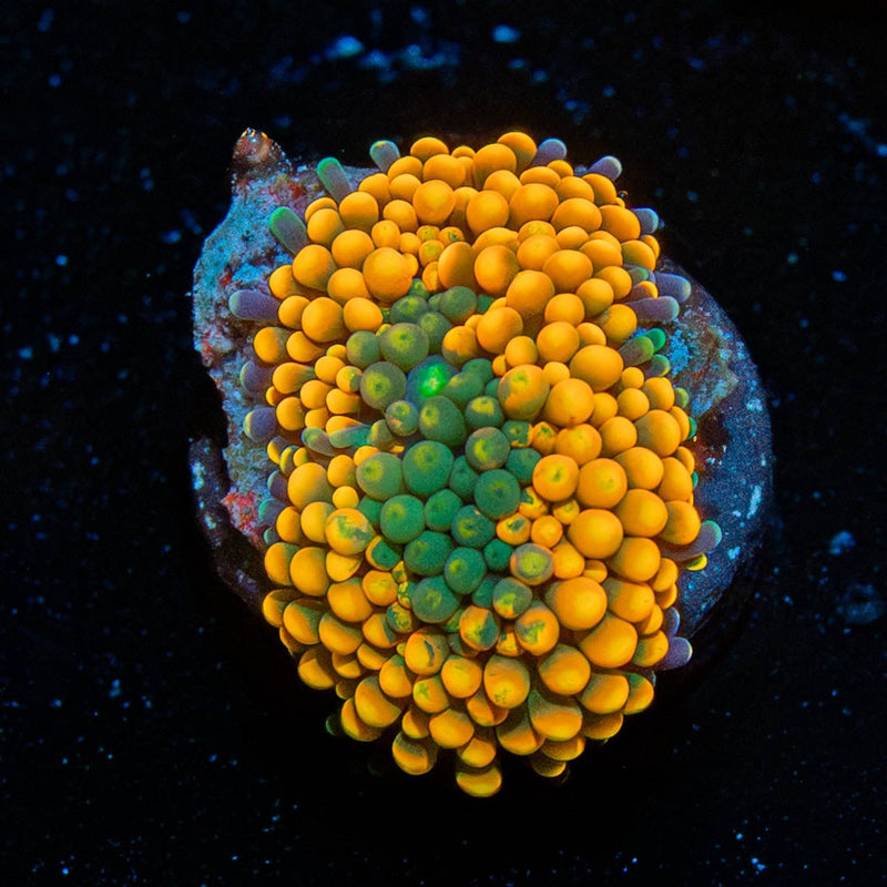 Orange Ultra FL Ricordea Mushroom