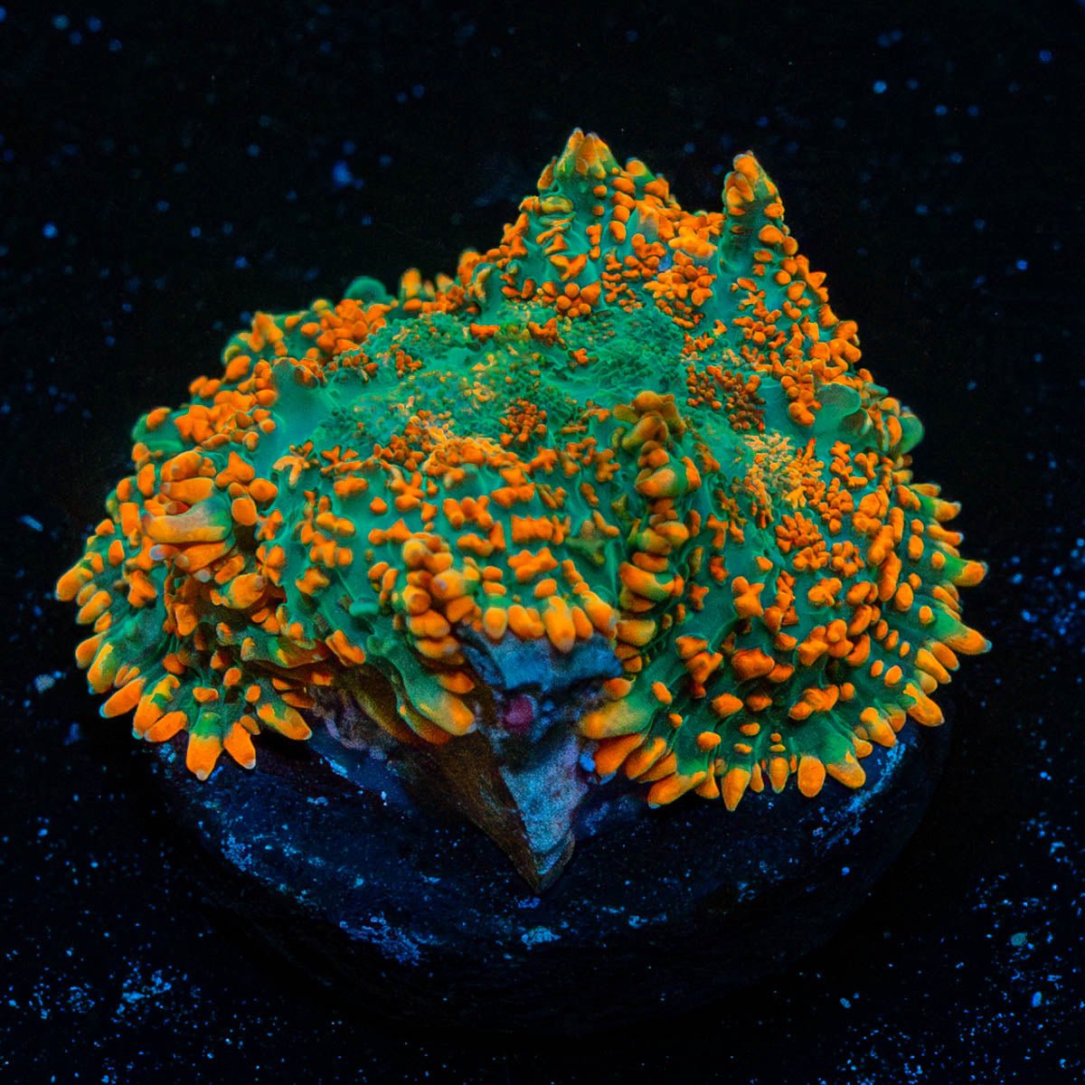 Charizard Rhodactis Mushroom - riptide aquaculture llc