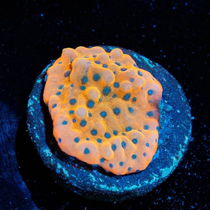 TSA Kaboom Montipora