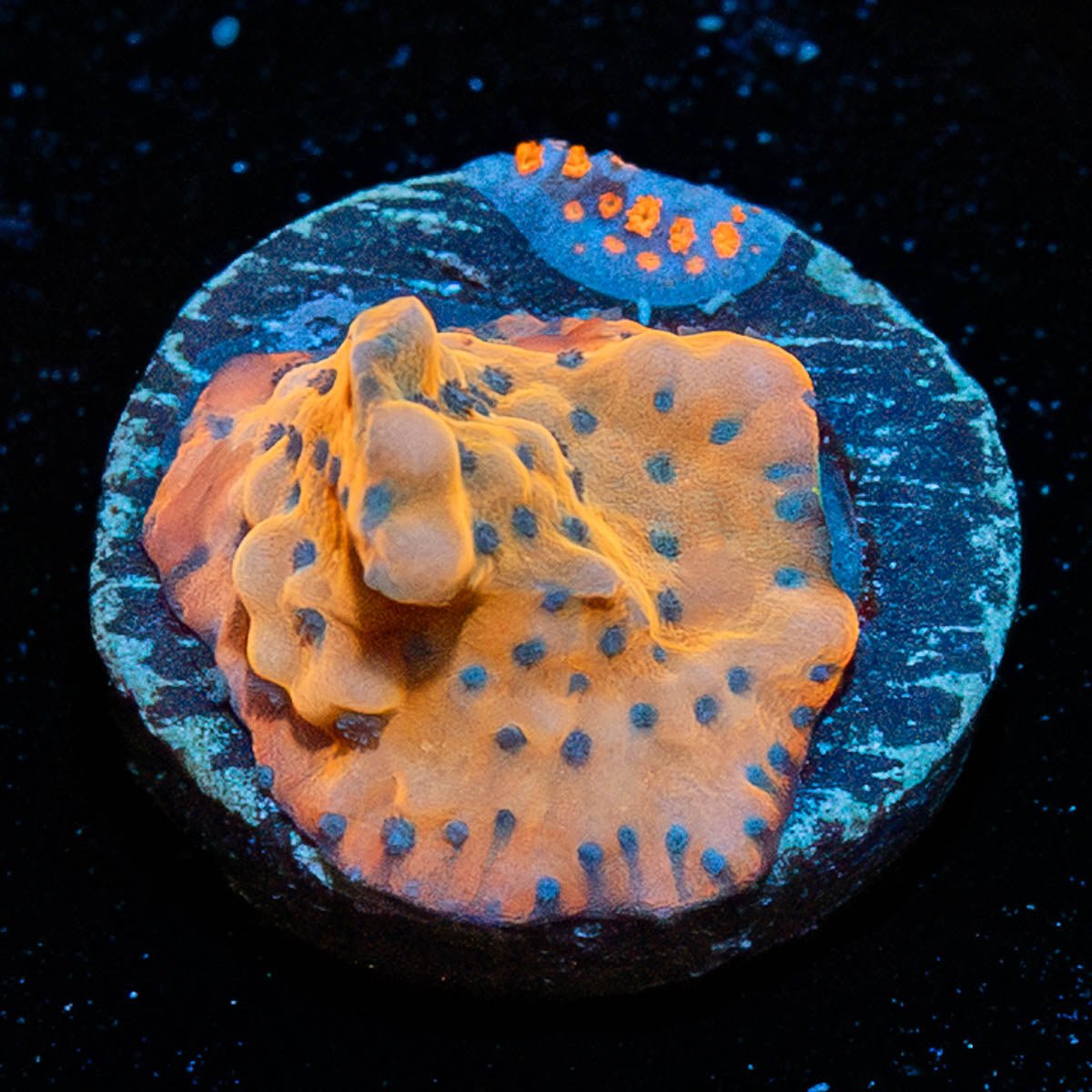 TSA Kaboom Montipora - riptide aquaculture llc