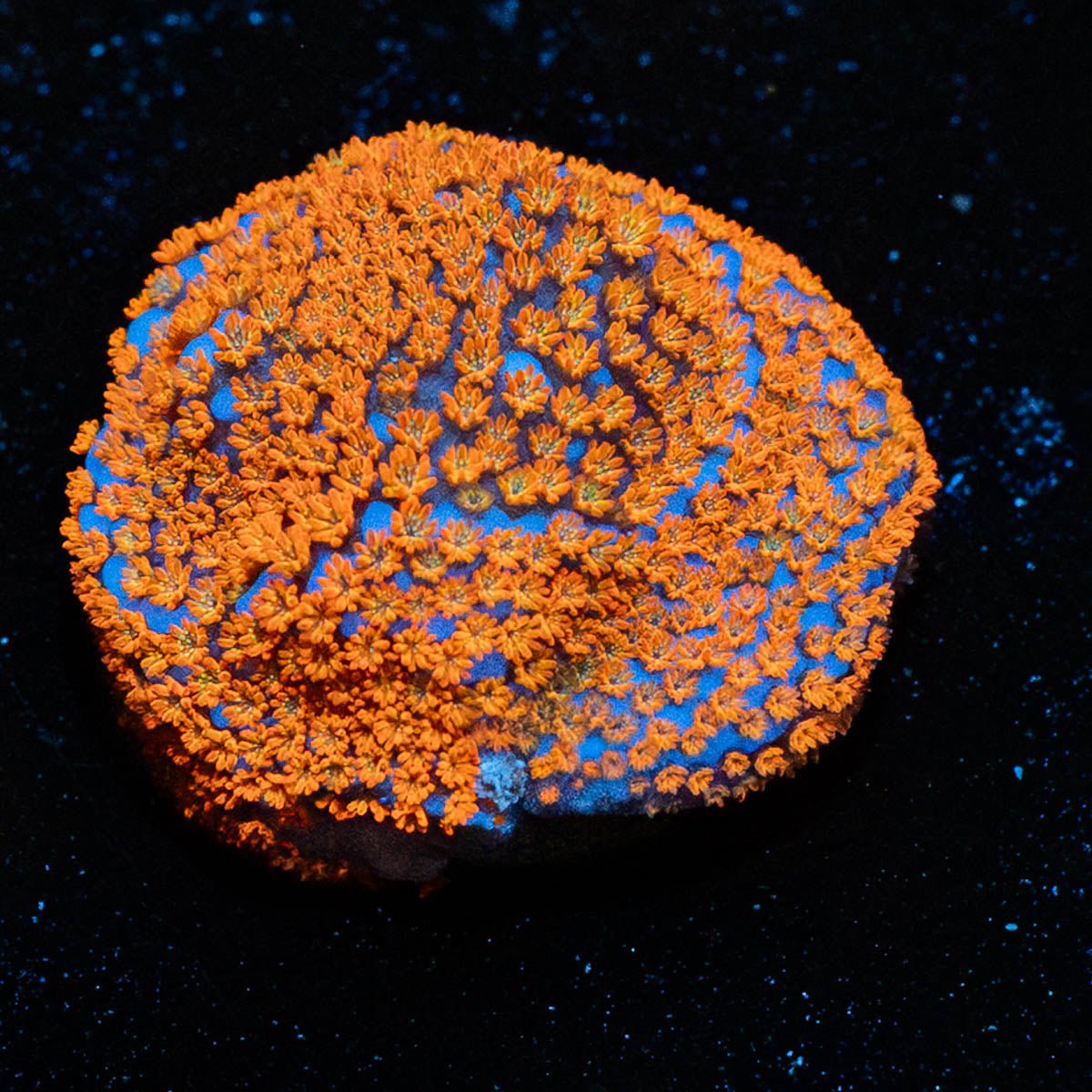 Superman Montipora - riptide aquaculture llc