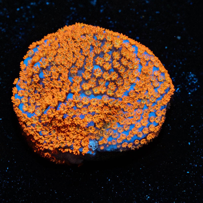Superman Montipora