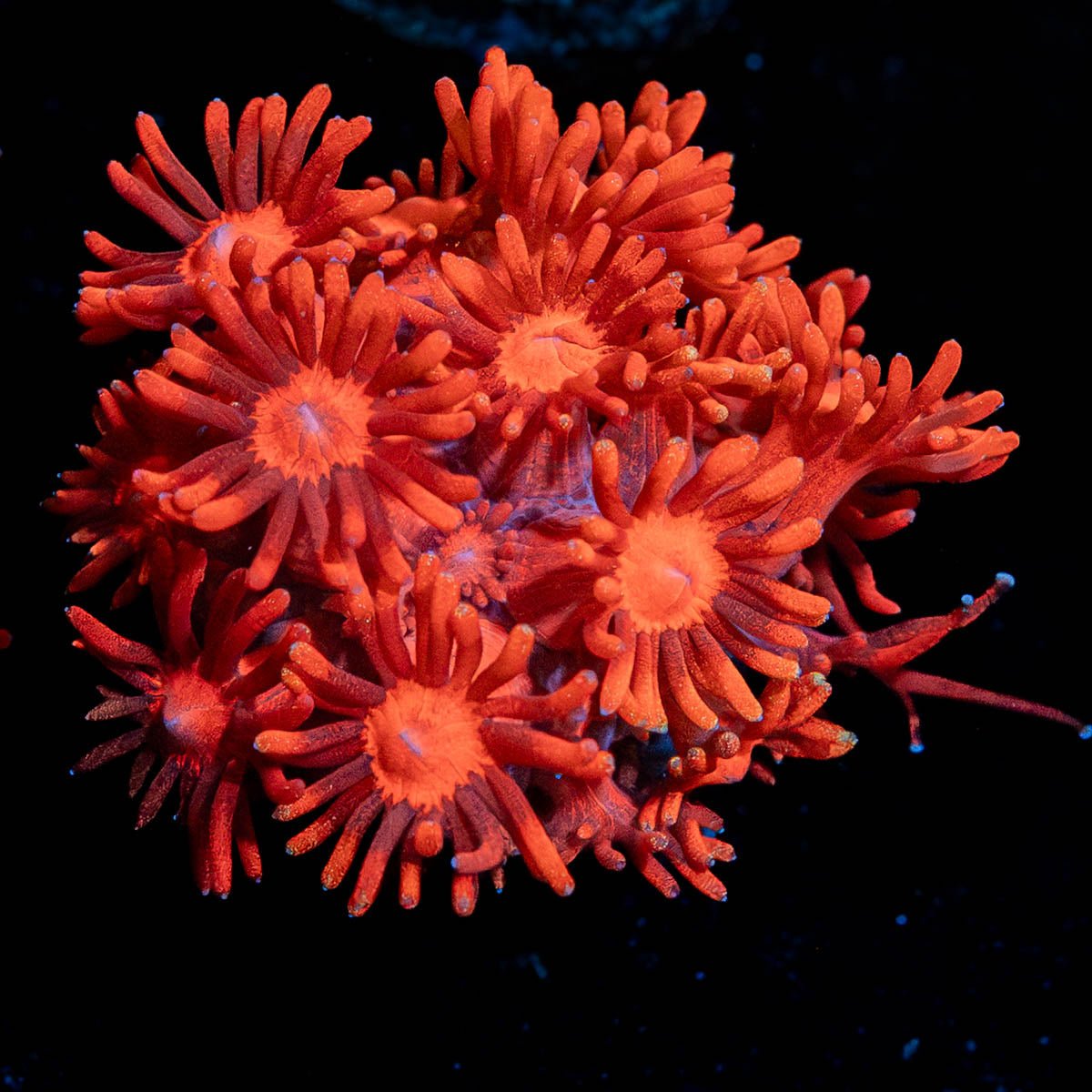 Red Bull Goniopora - riptide aquaculture llc