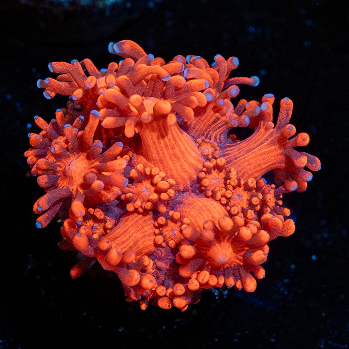 Red Bull Goniopora - riptide aquaculture llc