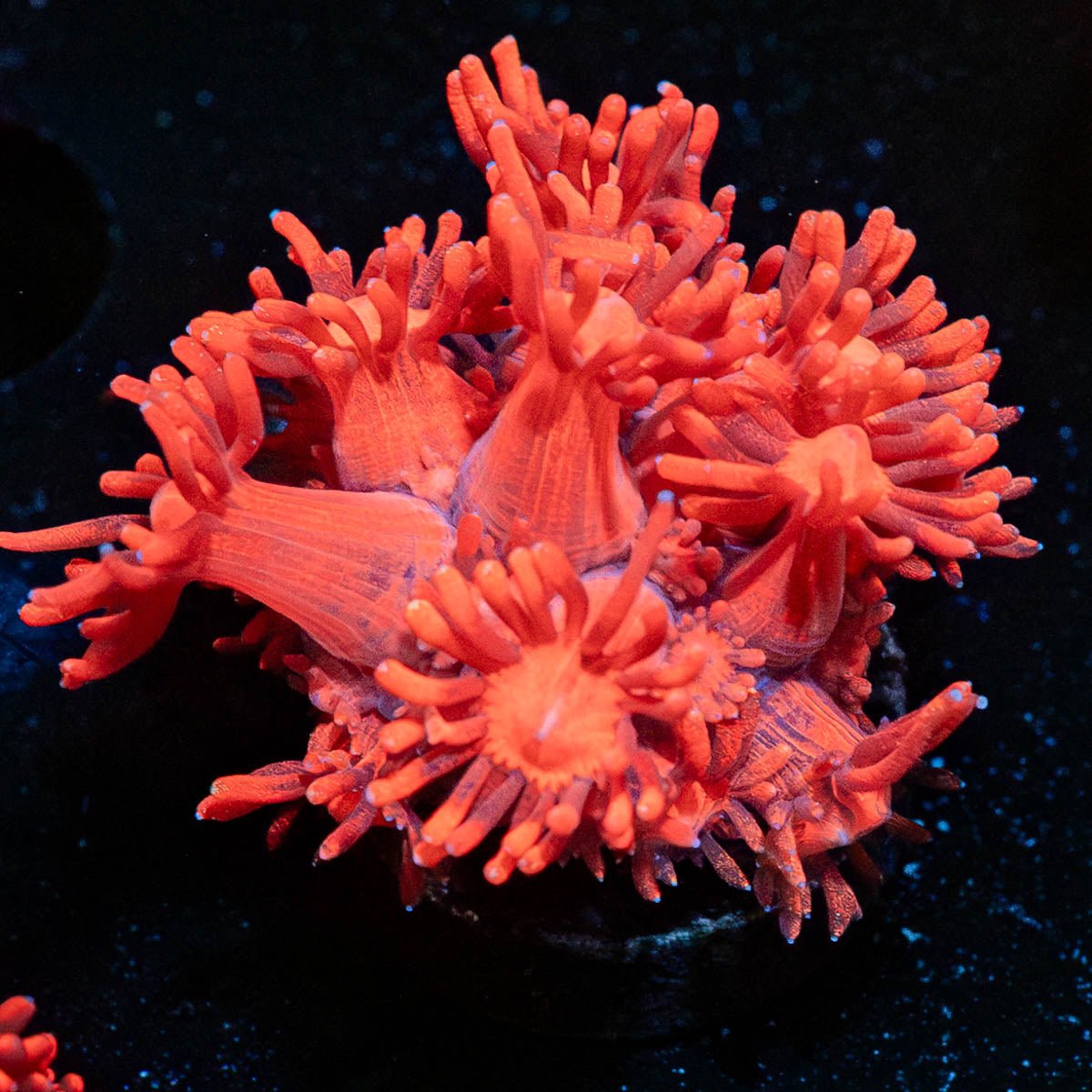 Red Bull Goniopora - riptide aquaculture llc