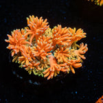 Juice Fruit Goniopora - riptide aquaculture llc