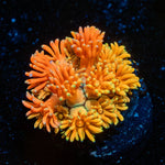 Juice Fruit Goniopora - riptide aquaculture llc