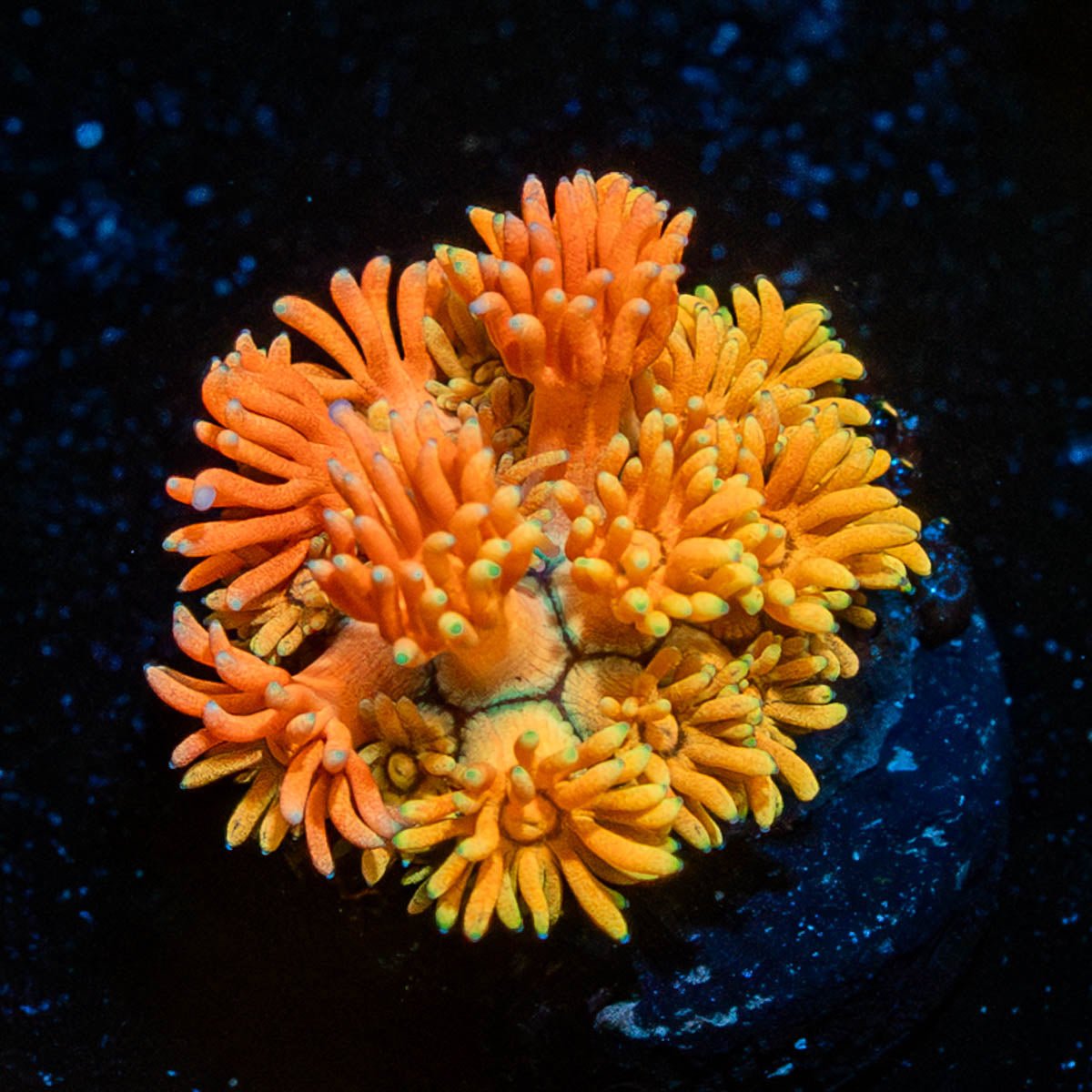 Juice Fruit Goniopora - riptide aquaculture llc