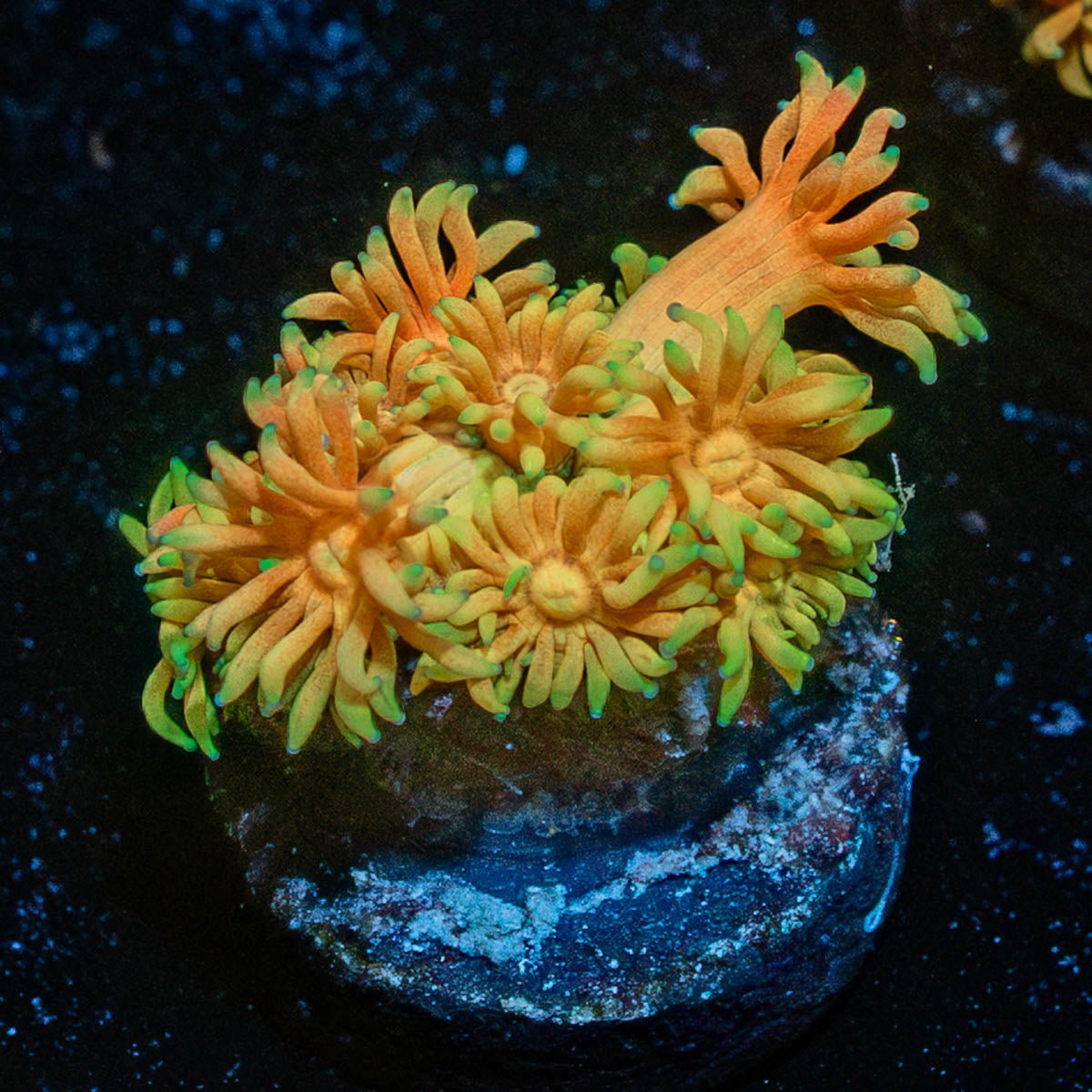 Tweety Bird Goni - riptide aquaculture llc