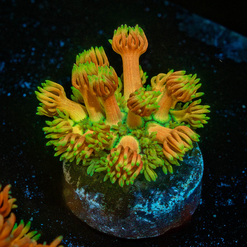 Juice Fruit Goniopora