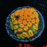 Captain Crunch Barnardapora - riptide aquaculture llc