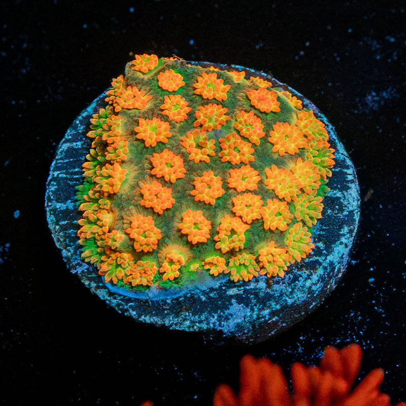 Captain Crunch Barnardapora