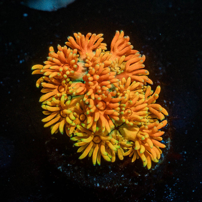 Juice Fruit Goniopora