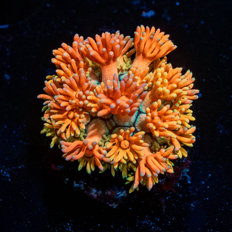 Juice Fruit Goniopora