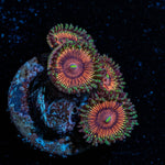 Fruit Ninja Zoanthid - riptide aquaculture llc