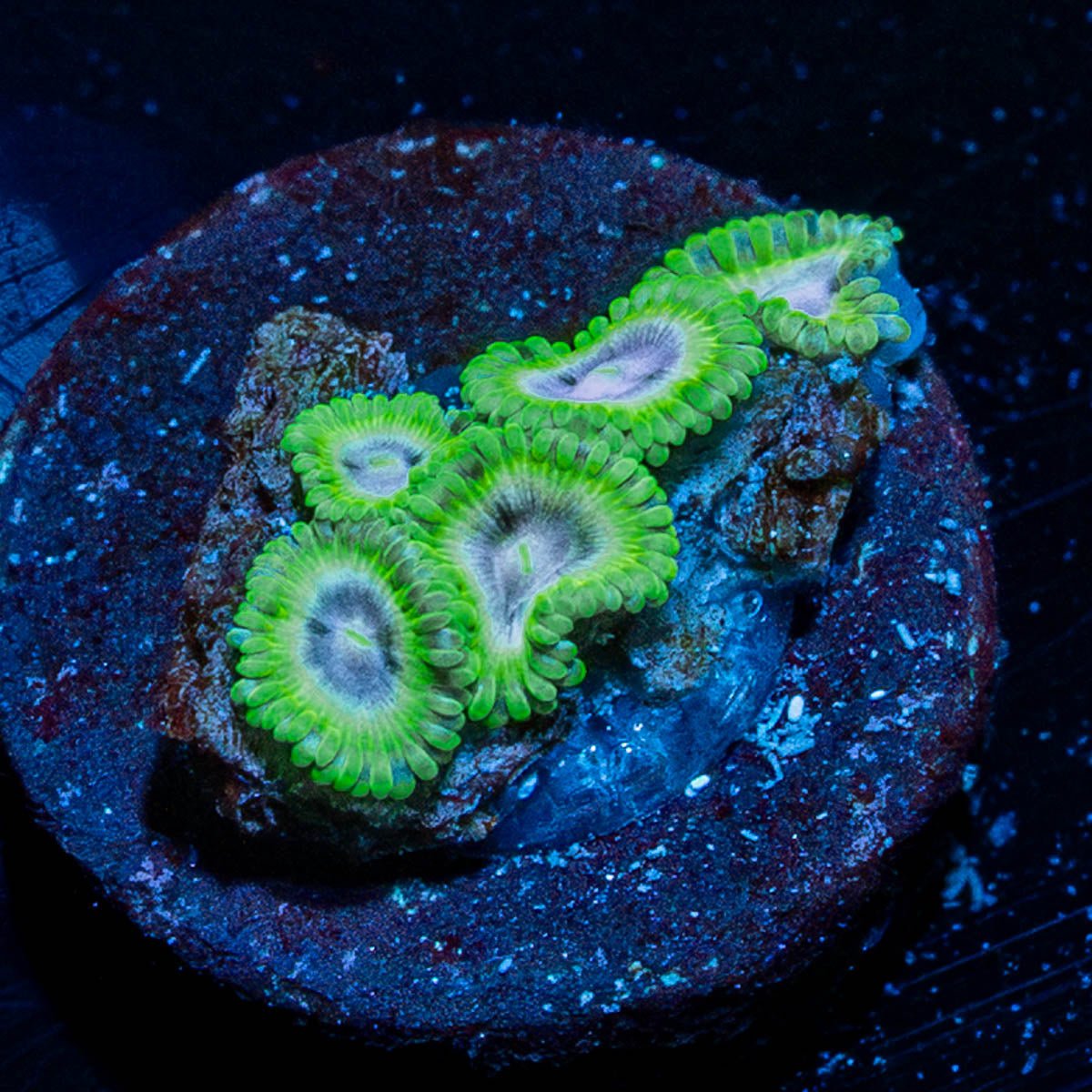 Goblin Zoanthid - riptide aquaculture llc