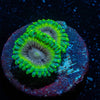 Goblin Zoanthid - riptide aquaculture llc