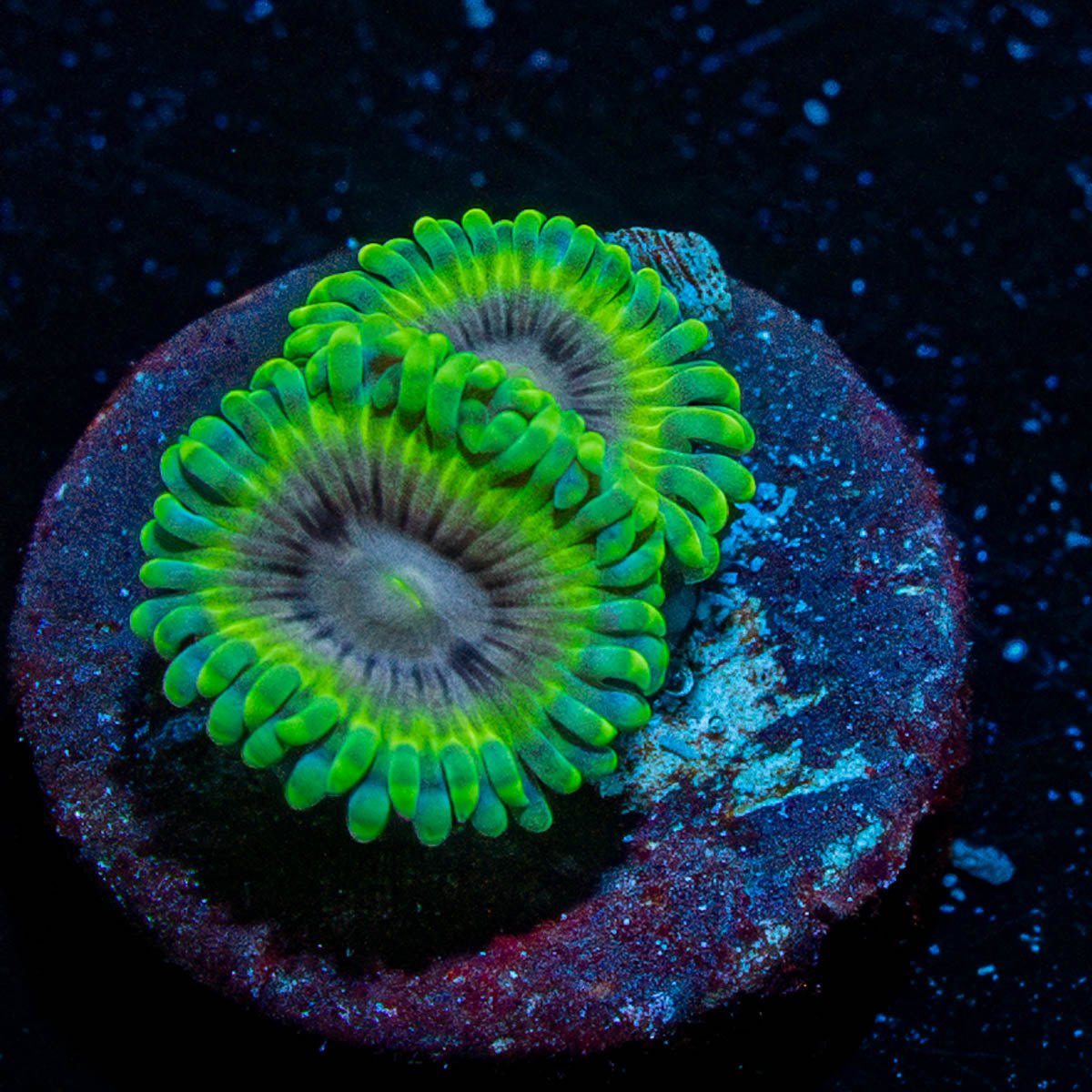 Goblin Zoanthid - riptide aquaculture llc