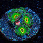 Ultra Rastas Zoanthid - riptide aquaculture llc