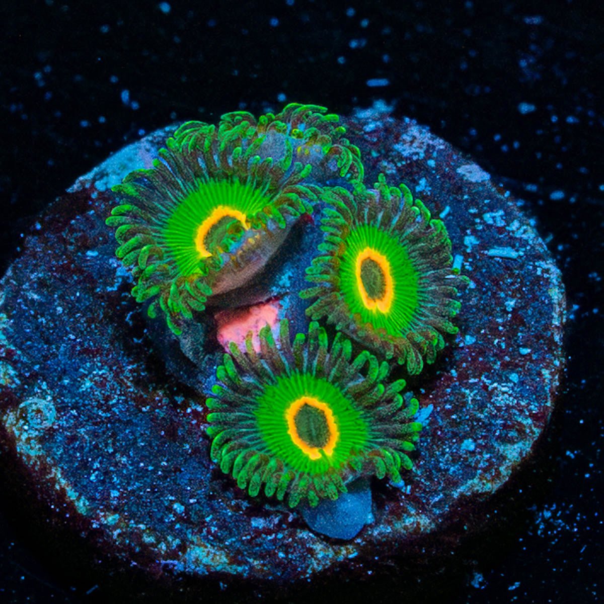 Ultra Rastas Zoanthid - riptide aquaculture llc