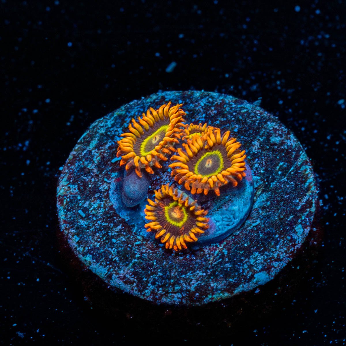 Rainbow Hornet Zoanthid - riptide aquaculture llc