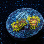 Kamikaze Zoanthid - riptide aquaculture llc
