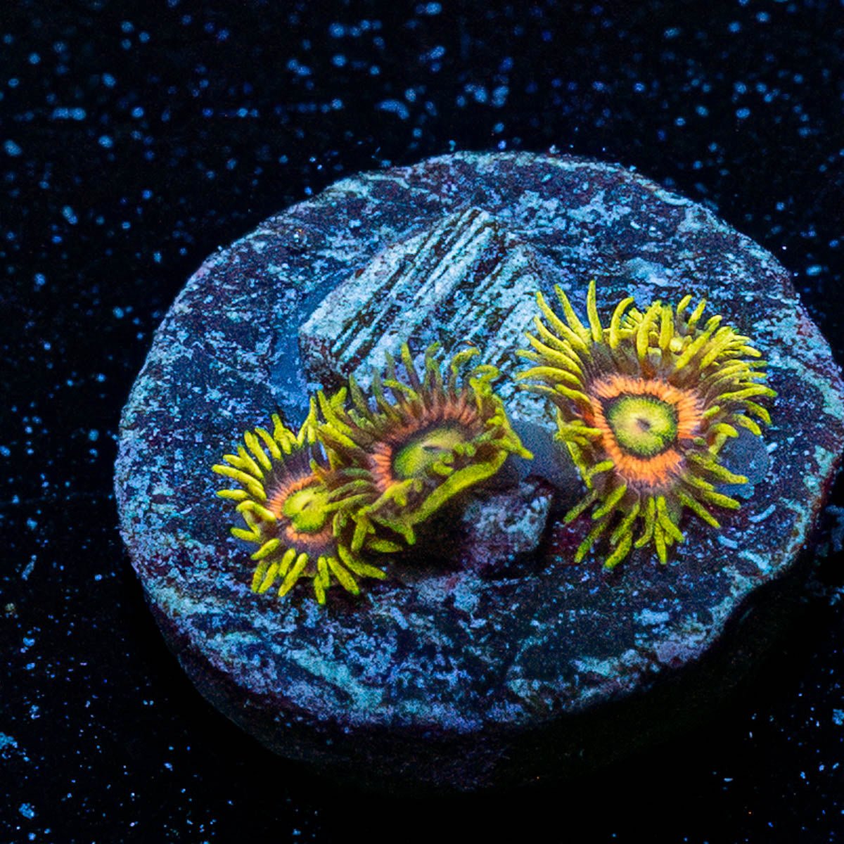 Kamikaze Zoanthid - riptide aquaculture llc
