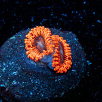 Lush Lunar Zoanthid - riptide aquaculture llc