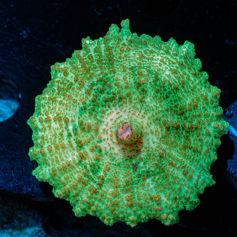 Green Neglecta Umbrella Mushroom