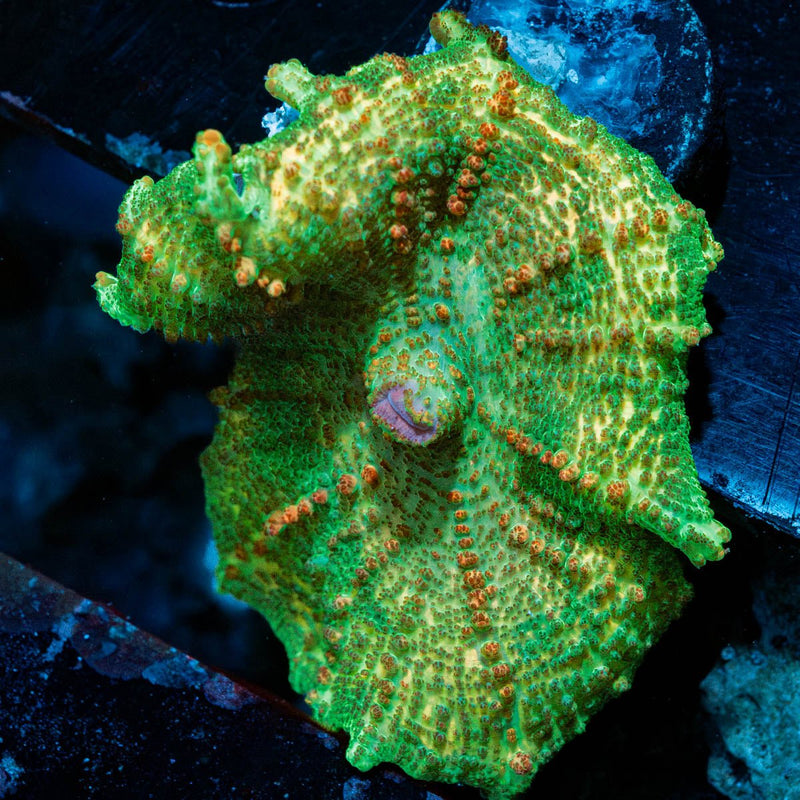 Green Neglecta Umbrella Mushroom