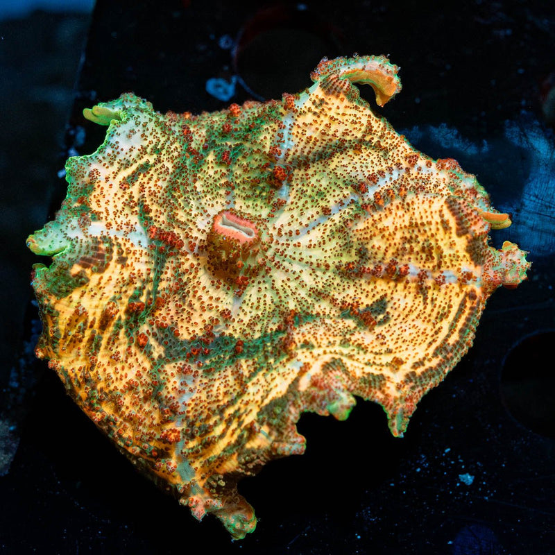 Tie-dye Neglecta Umbrella Mushroom