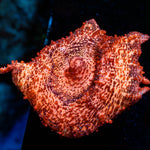 Peach Neglecta Umbrella Mushroom - riptide aquaculture llc