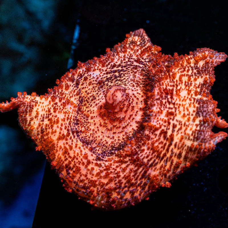 Peach Neglecta Umbrella Mushroom