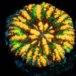 Green Ultra Button Scoly - riptide aquaculture llc