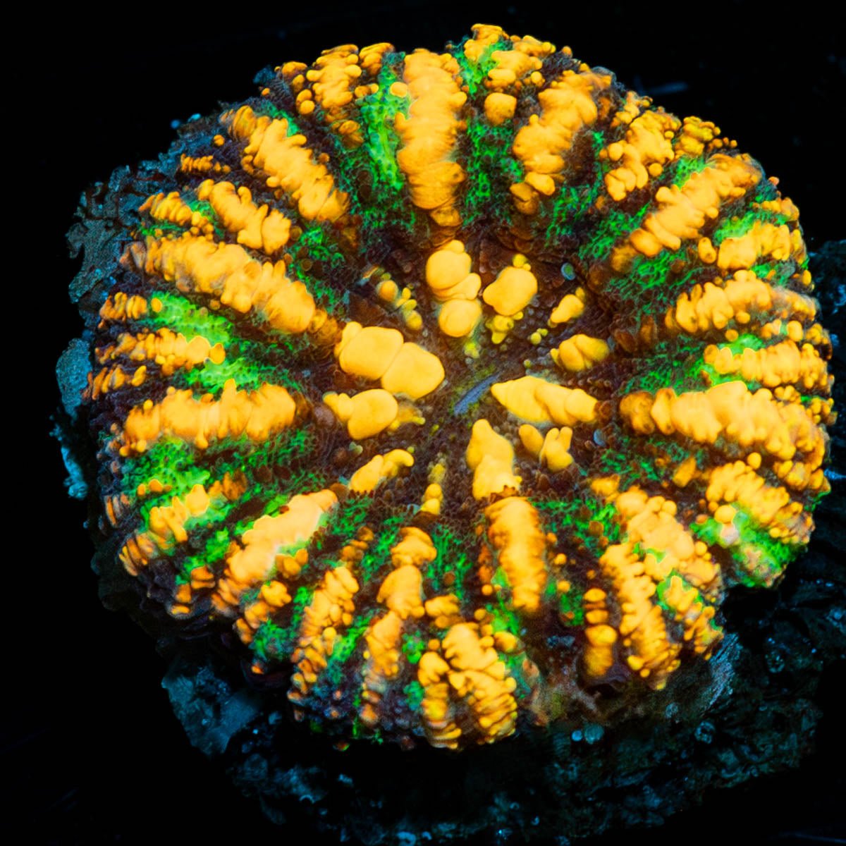 Green Ultra Button Scoly - riptide aquaculture llc