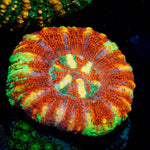 Red Ultra Button Scoly - riptide aquaculture llc