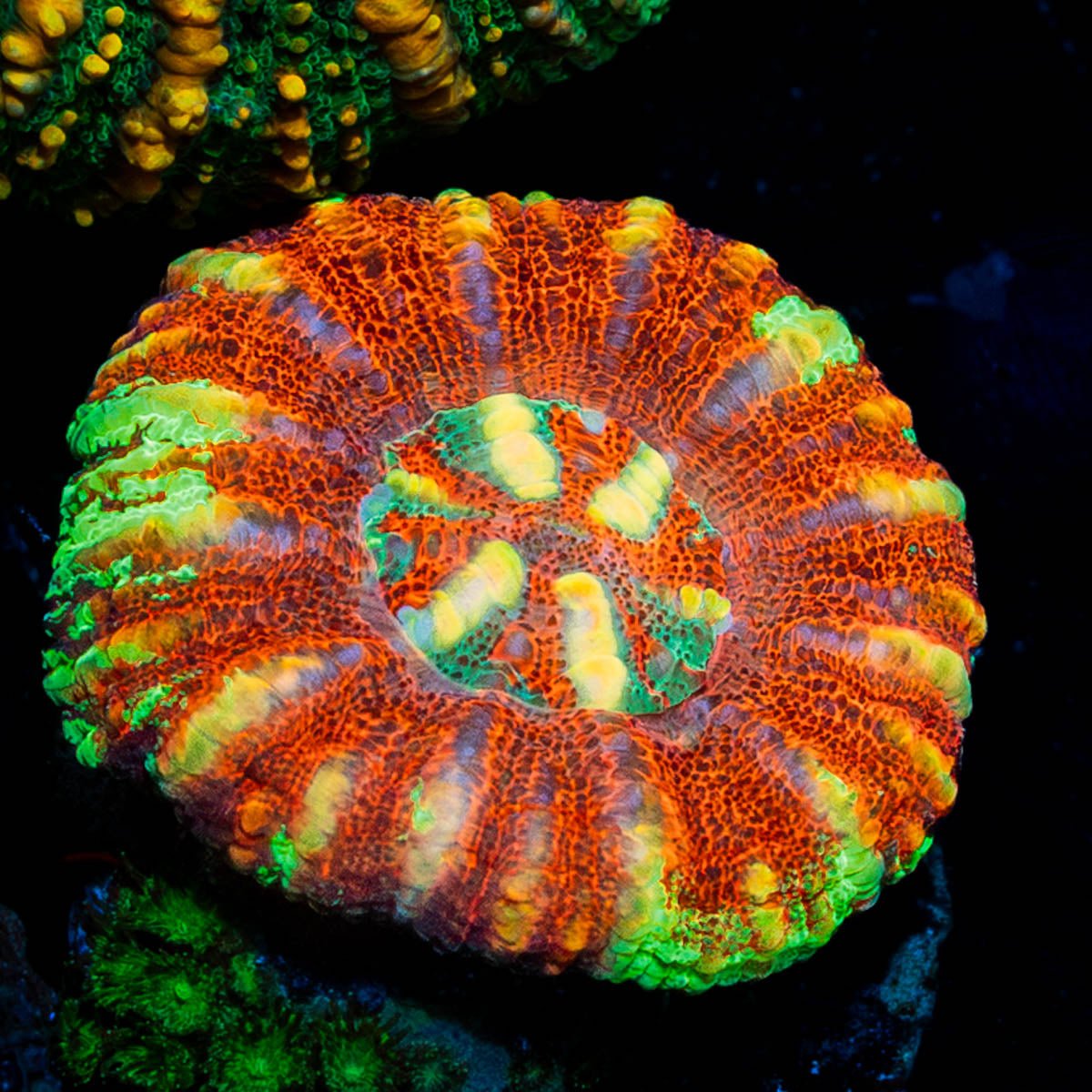 Red Ultra Button Scoly - riptide aquaculture llc