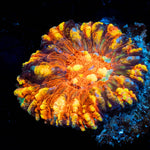 Red Ultra Button Scoly - riptide aquaculture llc