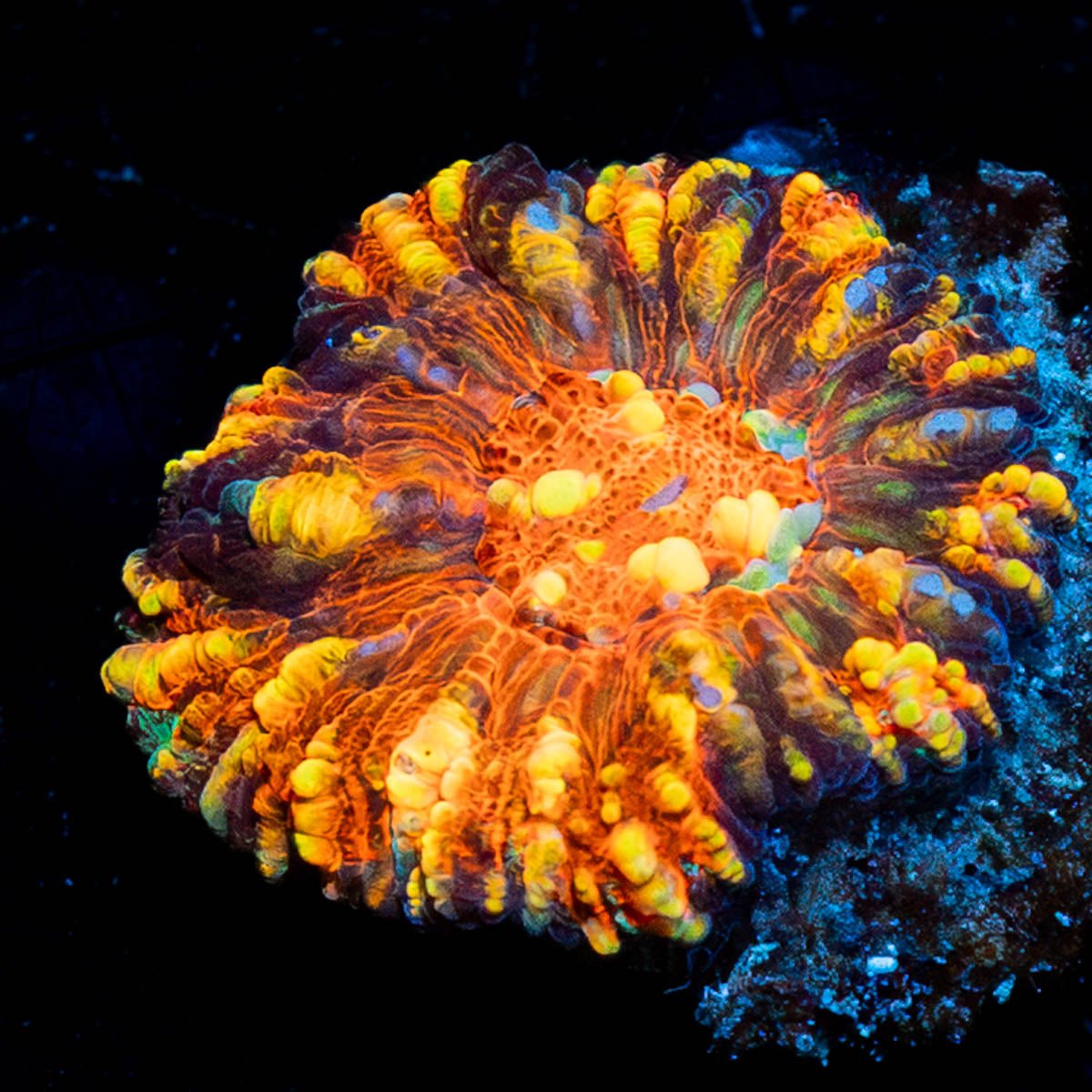 Red Ultra Button Scoly - riptide aquaculture llc