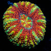 Red Ultra Button Scoly - riptide aquaculture llc