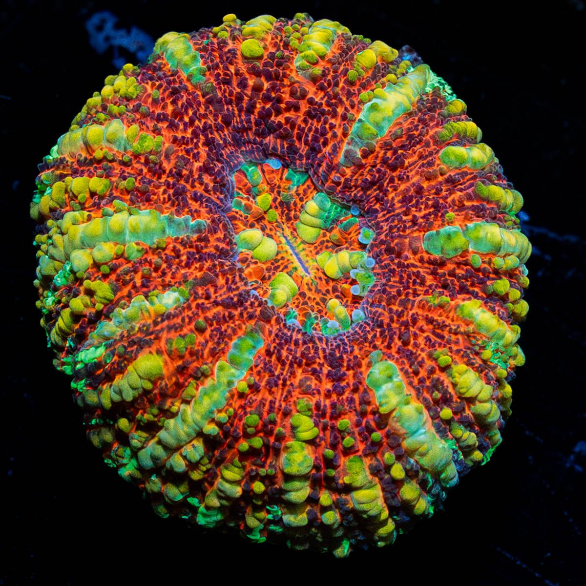 Red Ultra Button Scoly - riptide aquaculture llc