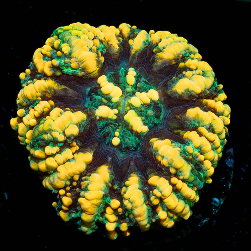 Green Ultra Button Scoly