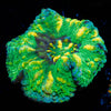 Green Ultra Button Scoly - riptide aquaculture llc