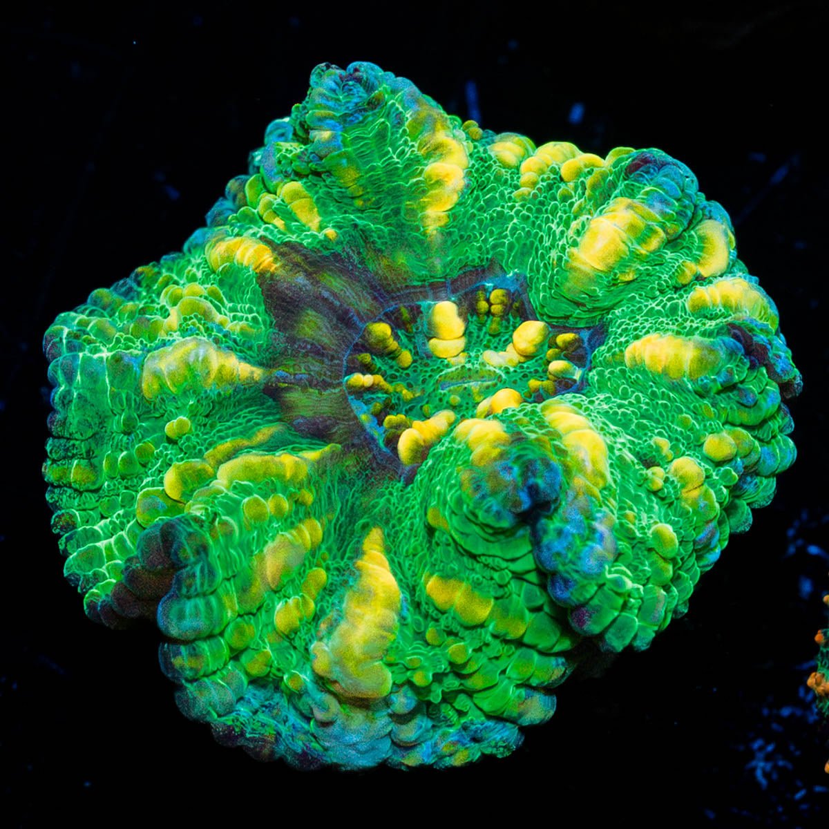 Green Ultra Button Scoly - riptide aquaculture llc