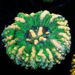 Green Ultra Button Scoly - riptide aquaculture llc